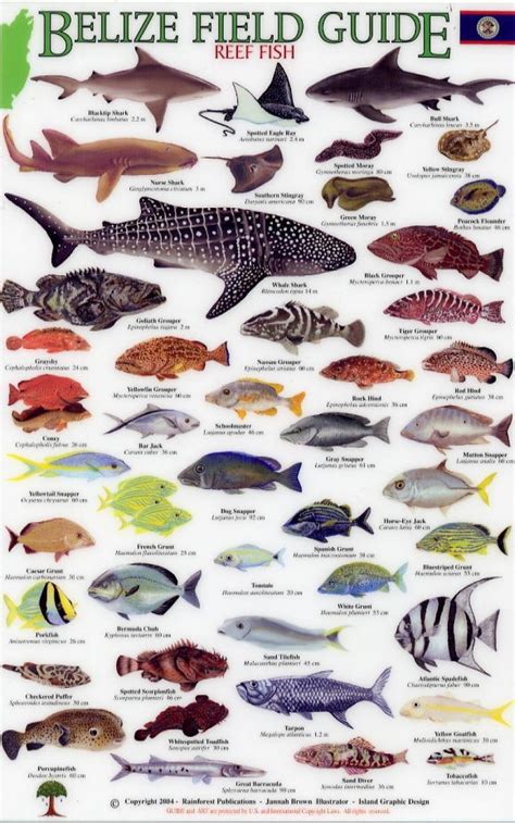 Field guidebook to the reefs of Belize