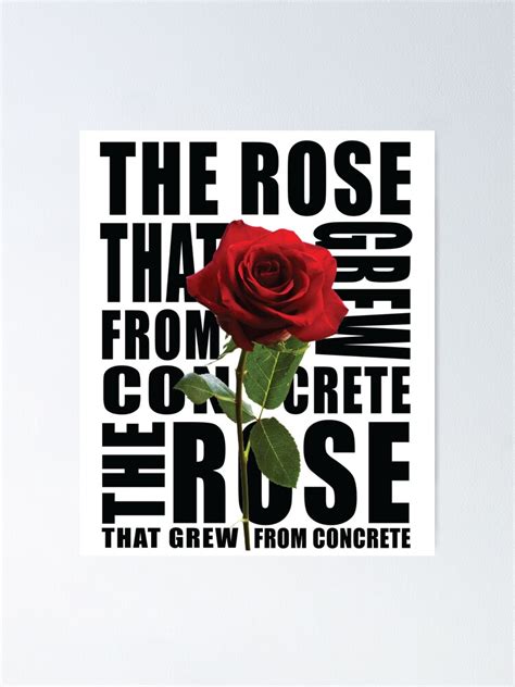 The Rose That Grew From Concrete