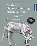 Anatomie, Gymnastizierung, Muskelaufbau: Die besten Übungen für Pferde am Boden livre