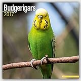 Budgerigars - Wellensittiche 2017: Original Avonside-Kalender [Mehrsprachig] [Kalender] (Wall-Kalend livre