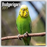 Budgerigars - Wellensittiche 2017: Original Avonside-Kalender [Mehrsprachig] [Kalender] (Wall-Kalend livre