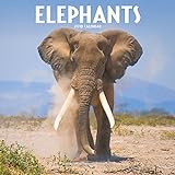 Elephants Calendar 2018 livre