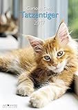 Tatzentiger 2017 - A&I Wandkalender A3, Tierkalender, Katzenkalender, Fotokalender - 29,7 x 42 livre