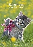 Katzen 2016 livre