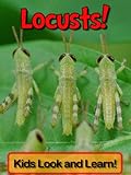 Locusts! Learn About Locusts and Enjoy Colorful Pictures - Look and Learn! (50+ Photos of Locusts) ( livre