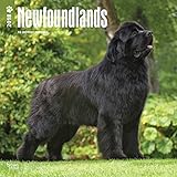 Newfoundlands - Neufundländer 2018 - 18-Monatskalender mit freier DogDays-App: Original BrownTrout- livre