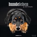 Hundeleben 2015 - Hunde - Bildkalender (33 x 33) - mit Zitaten und Foliendeckblatt - by Nicole Holle livre