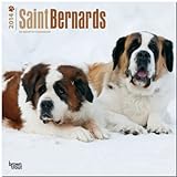 Saint Bernards 2014 Calendar livre