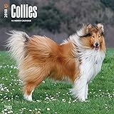 Collies 2018 - 18-Monatskalender mit freier DogDays-App: Original BrownTrout-Kalender [Mehrsprachig] livre