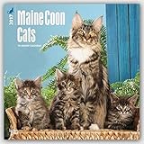 Maine Coon Cats - Hundekatzen 2017 - 18-Monatskalender: Original BrownTrout-Kalender [Mehrsprachig] livre