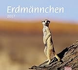 times&more Erdmännchen Bildkalender - Kalender 2017 livre