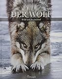 Der Wolf: Wild und faszinierend livre