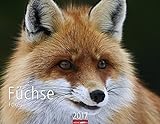 Füchse - Kalender 2017 livre