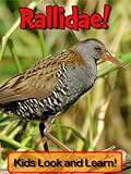 Rallidae! Learn About Rallidae and Enjoy Colorful Pictures - Look and Learn! (50+ Photos of Rallidae livre