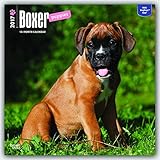 Boxer Puppies - Boxer Welpen 2017 - 18-Monatskalender mit freier DogDays-App: Original BrownTrout-Ka livre