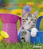 Niedliche Katzenkinder 2019- Katzenkalender, Tierkalender, Wandkalender, Posterkalender - 30 x 34 cm livre