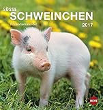 Schweinchen Postkartenkalender - Kalender 2017 livre