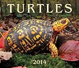 Turtles 2014 Calendar livre
