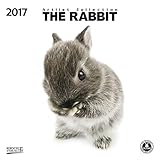 The Rabbit 2017: Broschürenkalender mit Ferienterminen livre