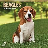 Beagles 2018 - 18-Monatskalender mit freier DogDays-App: Original BrownTrout-Kalender [Mehrsprachig] livre