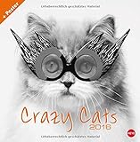 Crazy Cats Broschurkalender 2016 livre