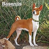 Basenjis 2019 Calendar livre