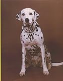 Eric Kessels: Dalmatian No. 5: In Almost Every Picture livre