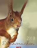 Eichhörnchen - Kalender 2018 livre