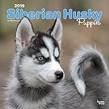 Siberian Husky Puppies - Husky-Welpen 2019 - 18-Monatskalender mit freier DogDays-App (Wall-Kalender livre