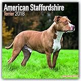 American Staffordshire Terrier - Amstaff 2018: Original Avonside-Kalender [Mehrsprachig] [Kalender] livre