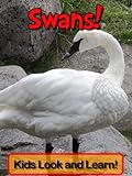 Swans! Learn About Swans and Enjoy Colorful Pictures - Look and Learn! (50+ Photos of Swans) (Englis livre