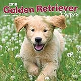 Golden Retriever Puppies - Golden Retriever-Welpen 2018 - 18-Monatskalender mit freier DogDays-App: livre