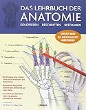 Das Lehrbuch der Anatomie: Kolorieren Beschriften Bestimmen livre