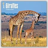 Giraffes - Giraffen 2017 - 18-Monatskalender: Original BrownTrout-Kalender [Mehrsprachig] [Kalender] livre