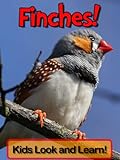 Finches! Learn About Finches and Enjoy Colorful Pictures - Look and Learn! (50+ Photos of Finches) ( livre