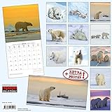 Eisbären 2018: Kalender 2018 (Artwork Edition) livre