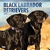 Black Labrador Retrievers - Schwarze Labradore 2018 - 18-Monatskalender mit freier DogDays-App: Orig livre