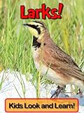 Larks! Learn About Larks and Enjoy Colorful Pictures - Look and Learn! (50+ Photos of Larks) (Englis livre