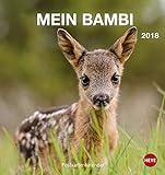 Rehkitz Postkartenkalender - Kalender 2018 livre