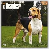 Beagles 2016 - 18-Monatskalender mit freier DogDays-App: Original BrownTrout-Kalender [Mehrsprachig] livre