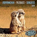 Meerkats/Erdmännchen 2019: Kalender 2019 (Artwork Edition) livre