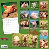 Schweinchen 2018: Kalender 2018 (Artwork Edition) livre