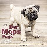 Der Mops 2017 - Das Orginal von Knesebeck, Hundekalender 2017, Tierkalender 2017, Posterkalender 201 livre