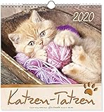 Katzen-Tatzen 2020 livre