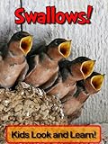 Swallows! Learn About Swallows and Enjoy Colorful Pictures - Look and Learn! (50+ Photos of Swallows livre