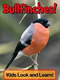 Bullfinches! Learn About Bullfinches and Enjoy Colorful Pictures - Look and Learn! (50+ Photos of Bu livre