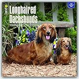 Longhaired Dachshunds - Langhaardackel 2017 - 18-Monatskalender mit freier DogDays-App: Original Bro livre