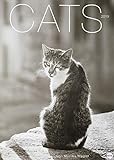 Wegler Cats Edition - Kalender 2019 livre