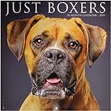 Just Boxers 2019 Calendar livre