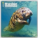Manatees 2016 - Seekühe - 18-Monatskalender: Original BrownTrout-Kalender [Mehrsprachig] [Kalender] livre